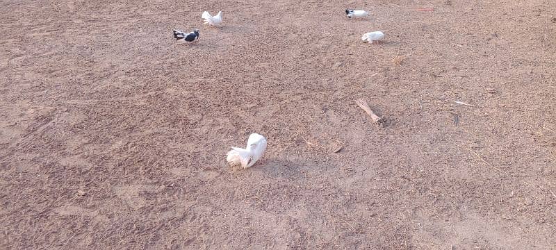 Indian fantail pigeon 4