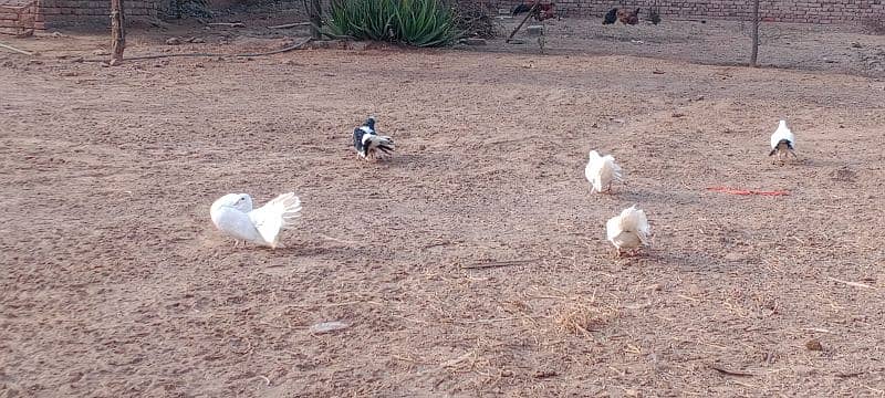 Indian fantail pigeon 5