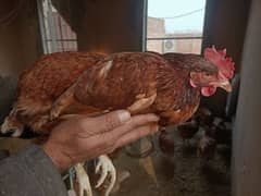 8 months old female hen (egg producing)