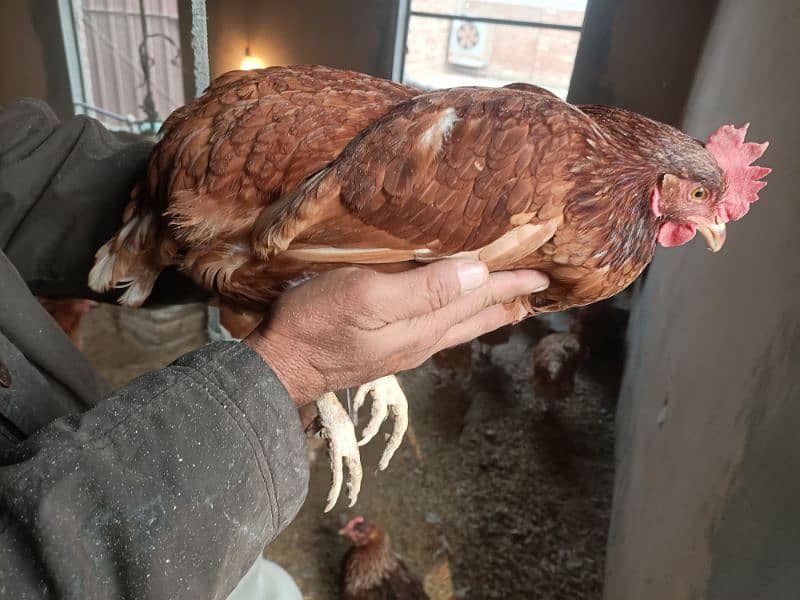 8 months old Lohmon brown female hen (egg producing) 1