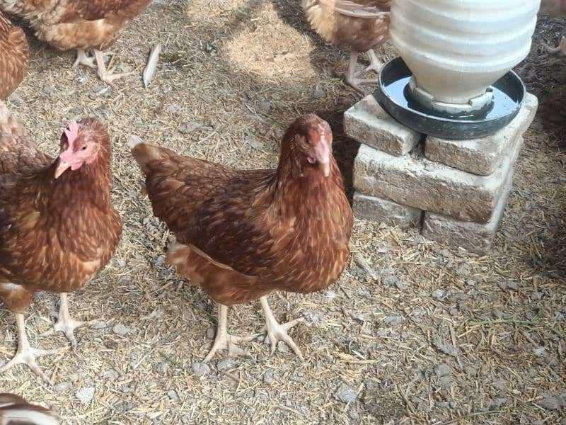 8 months old Lohmon brown female hen (egg producing) 5