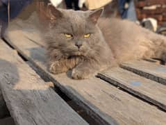 Persian Cat