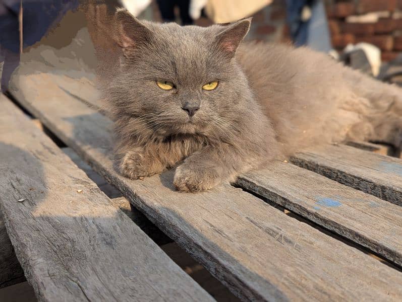 Persian Cat 0