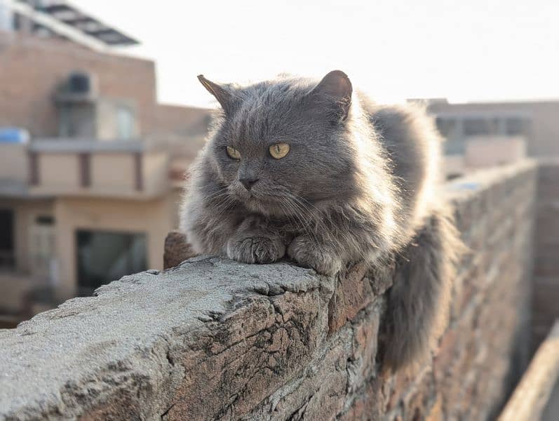 Persian Cat 2