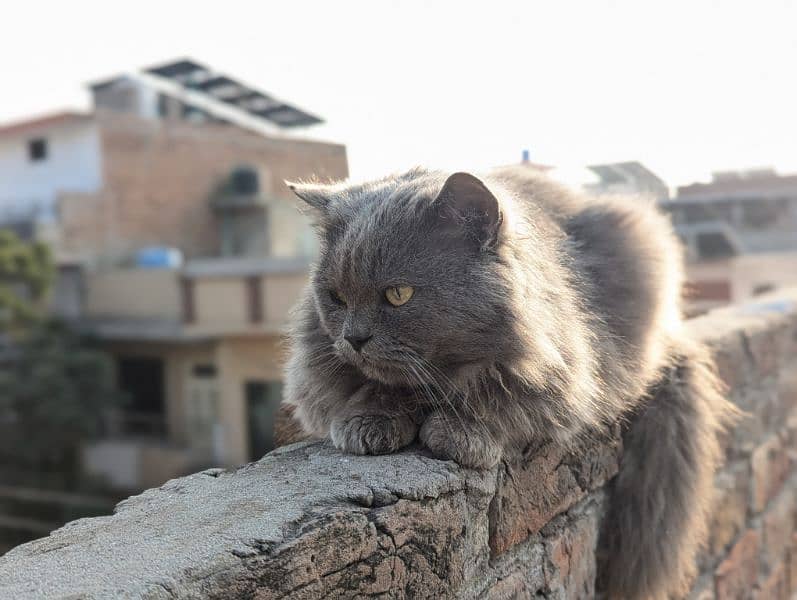 Persian Cat 3