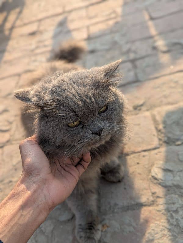 Persian Cat 6