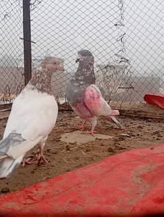 virk pigeons club