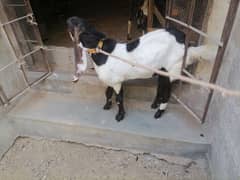 Bakra