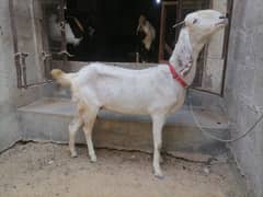 Bakri