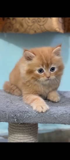 persian triple coat kitten