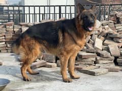 adult german shepherd male for sale