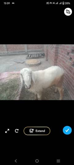 sheep male asha khany pinay wali