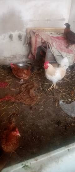 eggs laying hens