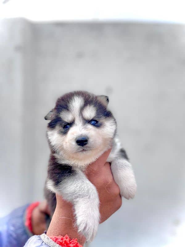 puppies available for sale,Siberian Husky puppies ,white husky puppies 17