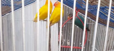 I pair Lutino Pasnata breeder pair+1male blue fisher love bird