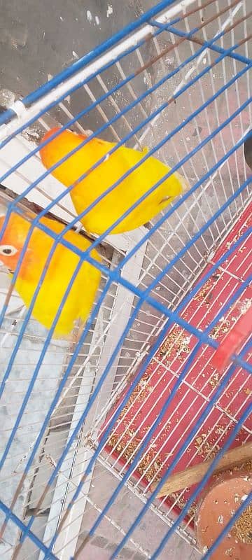 I pair Lutino Pasnata breeder pair+1male blue fisher love bird 1