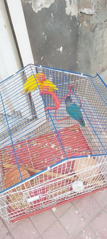 I pair Lutino Pasnata breeder pair+1male blue fisher love bird 2