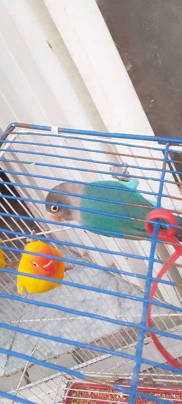 I pair Lutino Pasnata breeder pair+1male blue fisher love bird 3