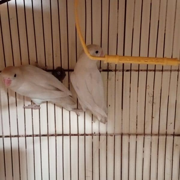 albino black eyes and java and color love birds 0