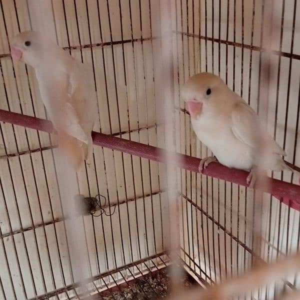 albino black eyes and java and color love birds 1