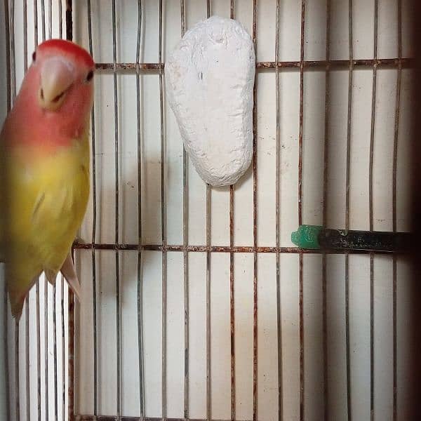 albino black eyes and java and color love birds 2