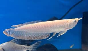 Albino Arowana For Sale