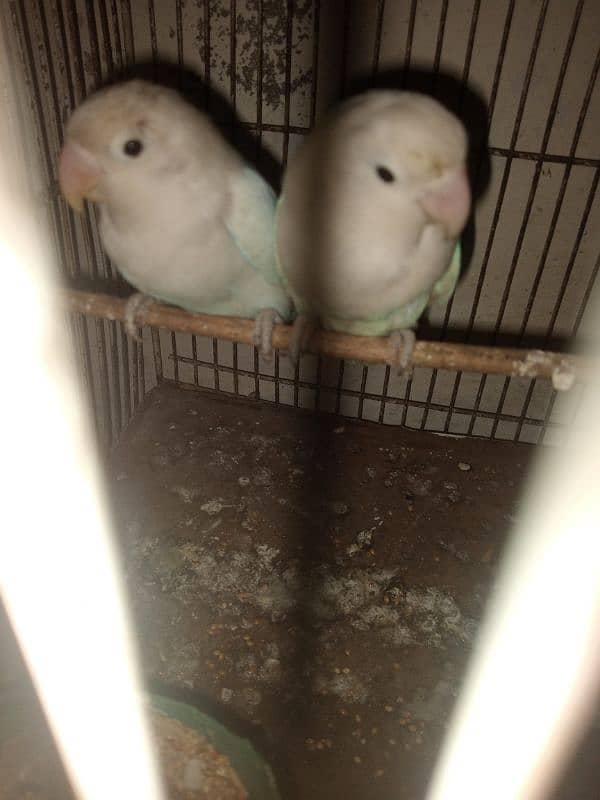 lovebird albino black eye breeder pair 0