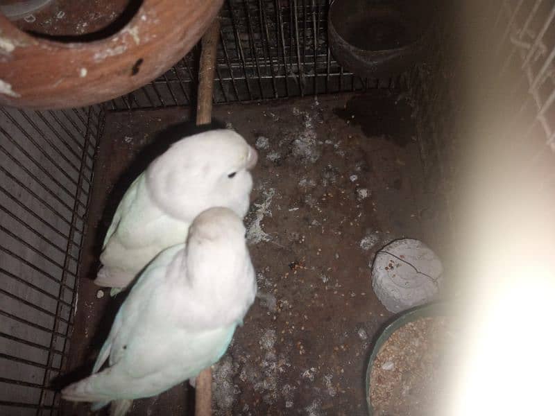 lovebird albino black eye breeder pair 1