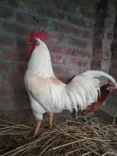 Dasi misri pair full white murga or 1 murgi egg laying pair