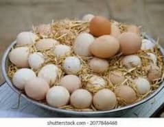 100% egg laying hens also eggs available