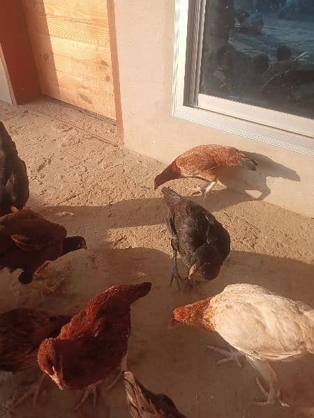 Desi Aseel Hens 1