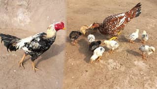 Heavy Aseel Murga Murgi And Chicks 0326 1370364