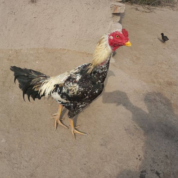 Heavy Aseel Murga Murgi And Chicks 0326 1370364 2