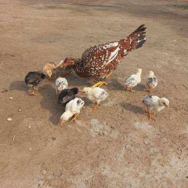 Heavy Aseel Murga Murgi And Chicks 0326 1370364 5