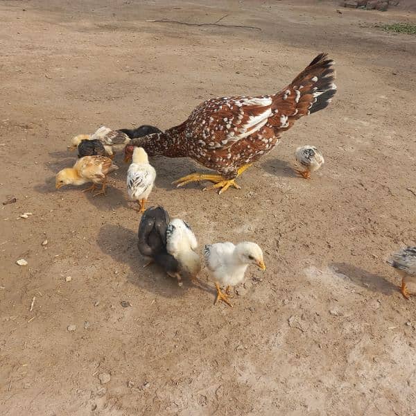 Heavy Aseel Murga Murgi And Chicks 0326 1370364 6