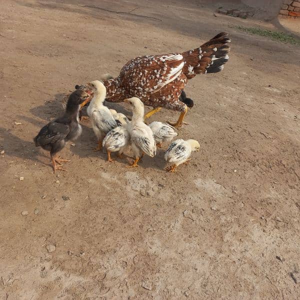 Heavy Aseel Murga Murgi And Chicks 0326 1370364 9