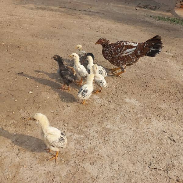 Heavy Aseel Murga Murgi And Chicks 0326 1370364 10