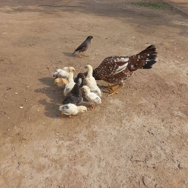 Heavy Aseel Murga Murgi And Chicks 0326 1370364 11