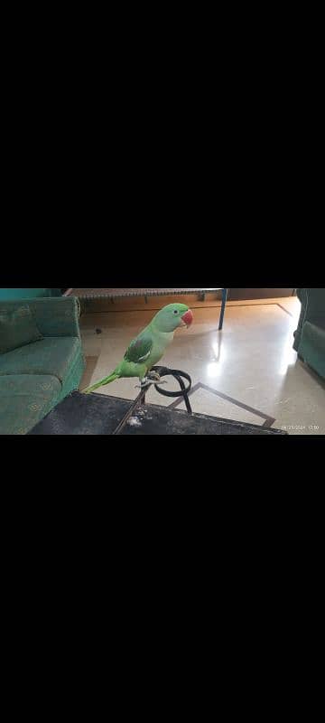 kasgmiri pahari parrot hai healty and active hai talking mood per krta 0