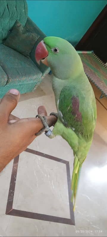 kasgmiri pahari parrot hai healty and active hai talking mood per krta 2