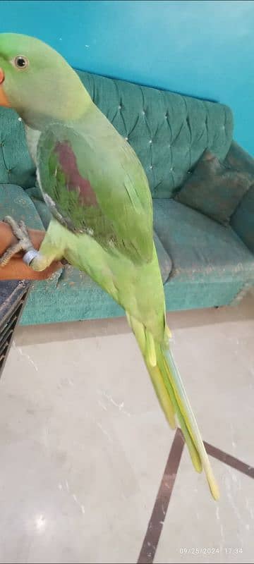 kasgmiri pahari parrot hai healty and active hai talking mood per krta 3