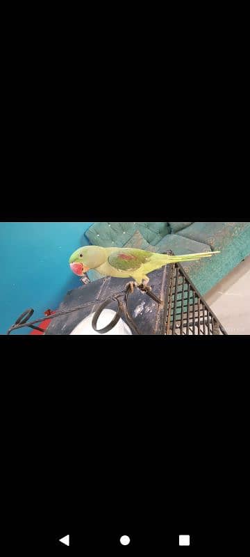 kasgmiri pahari parrot hai healty and active hai talking mood per krta 5