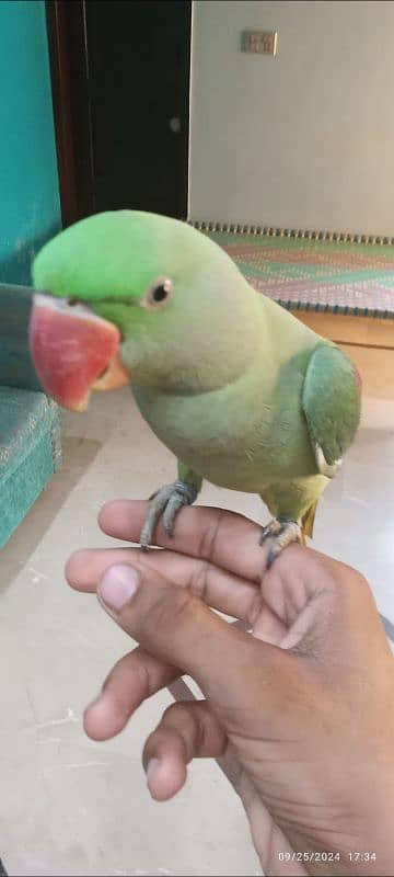 kasgmiri pahari parrot hai healty and active hai talking mood per krta 6