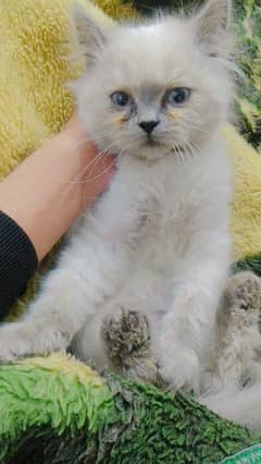 Persian cats | triple coated Persian  | Persian kittens | Cat For Sale