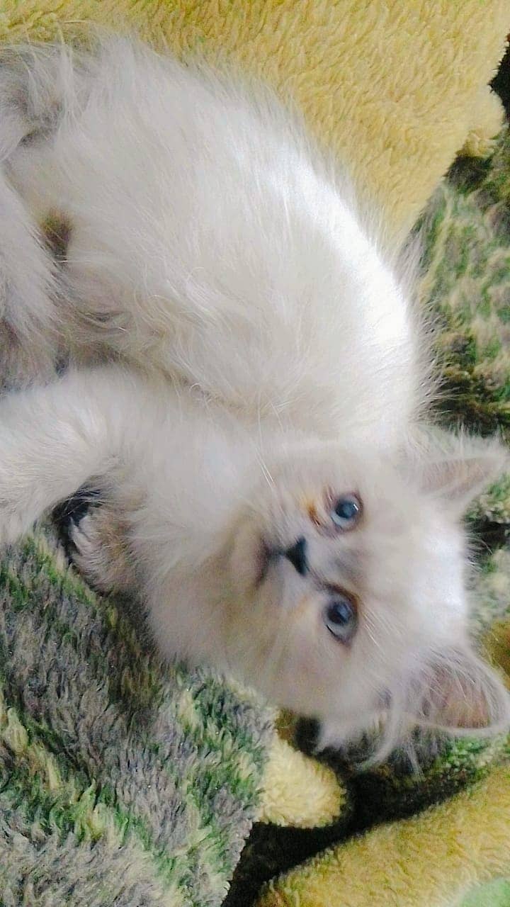 Persian cats | triple coated Persian  | Persian kittens | Cat For Sale 1