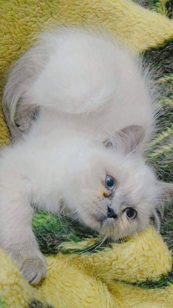 Persian cats | triple coated Persian  | Persian kittens | Cat For Sale 2