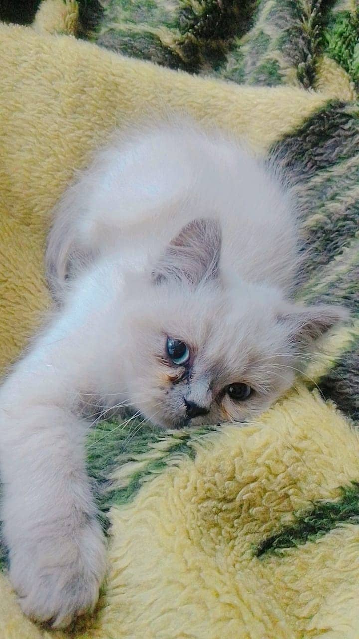 Persian cats | triple coated Persian  | Persian kittens | Cat For Sale 4