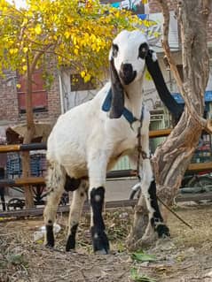 Bakra for sale