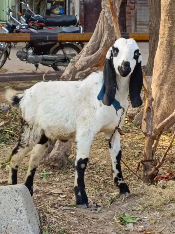 Bakra for sale 1