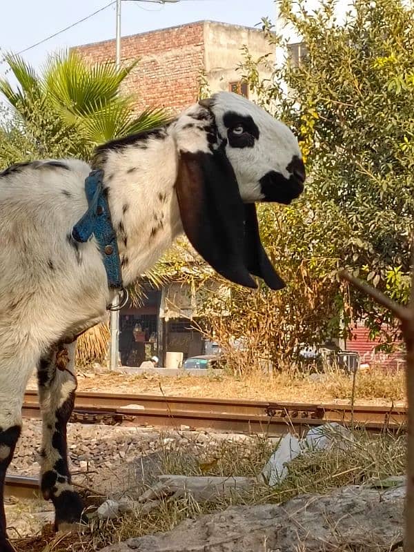 Bakra for sale 2